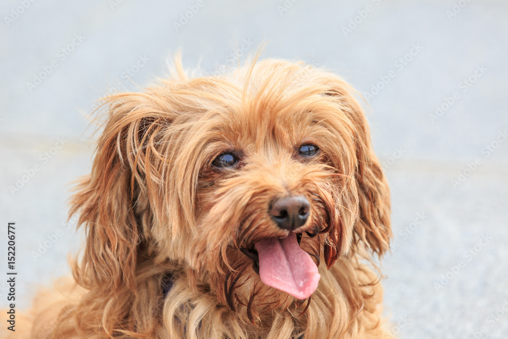 lovely yorkshire terrier dog