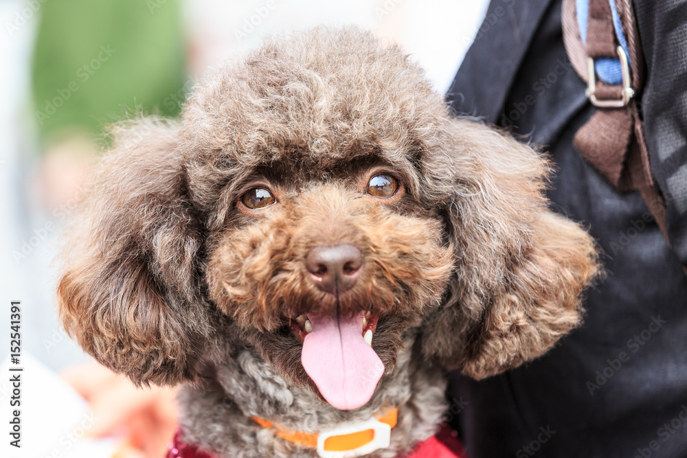 Lively and lovely teddy dog