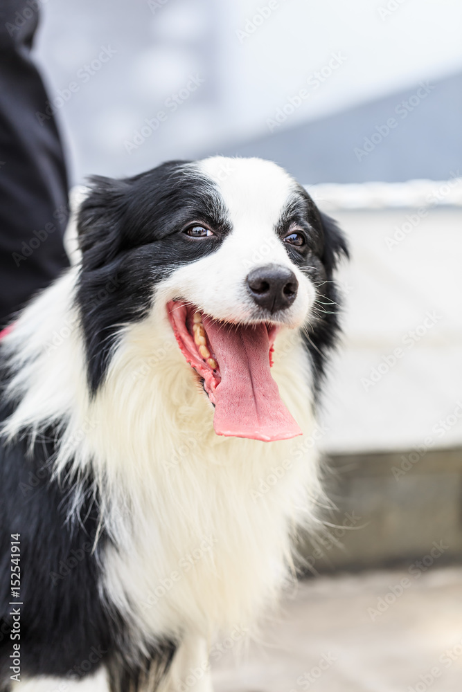 Happy border collie