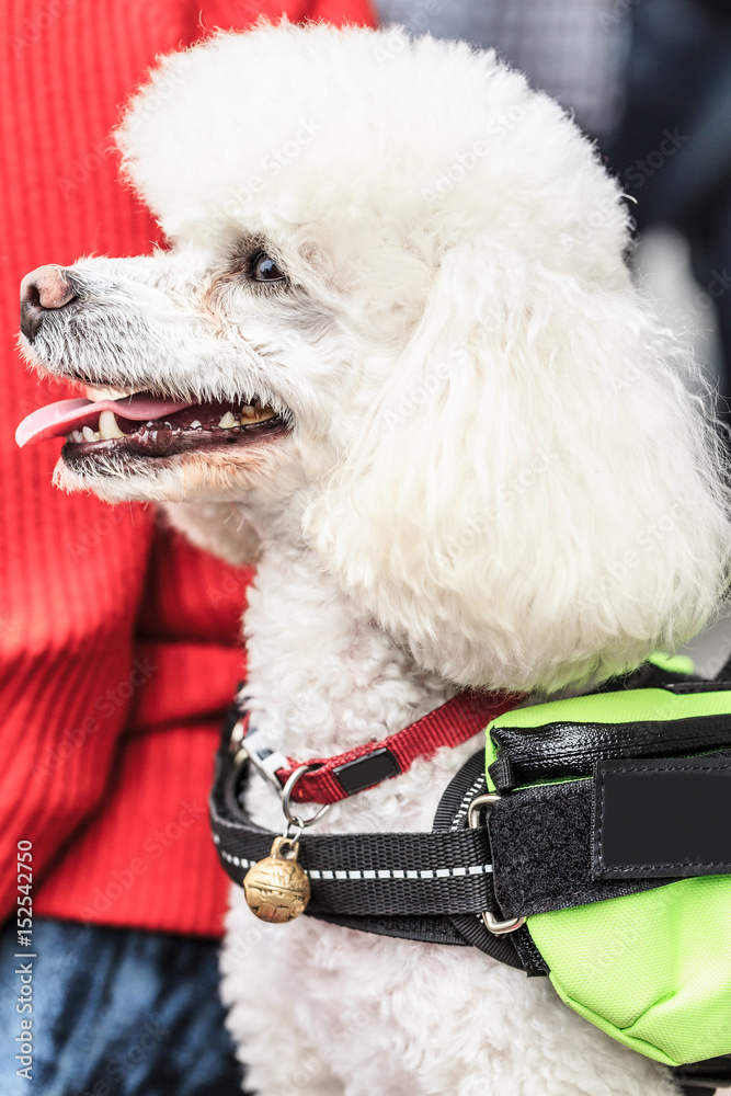 Happy white poodle dog