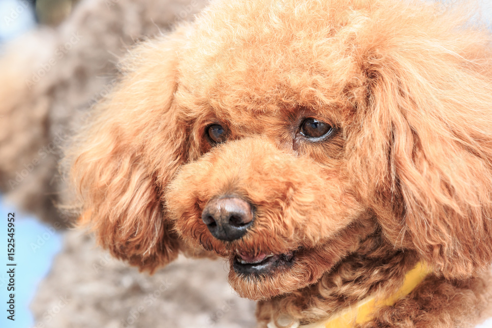 活泼可爱的泰迪犬