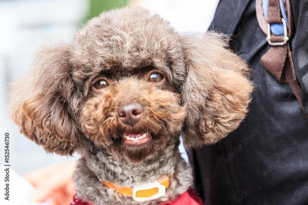 活泼可爱的泰迪犬