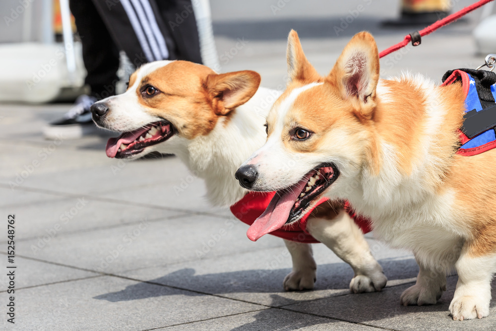 公园里活泼可爱的柯基犬