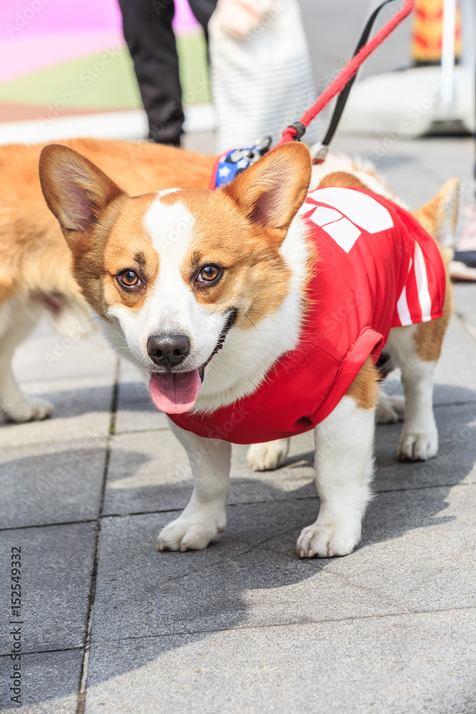 公园里活泼可爱的柯基犬