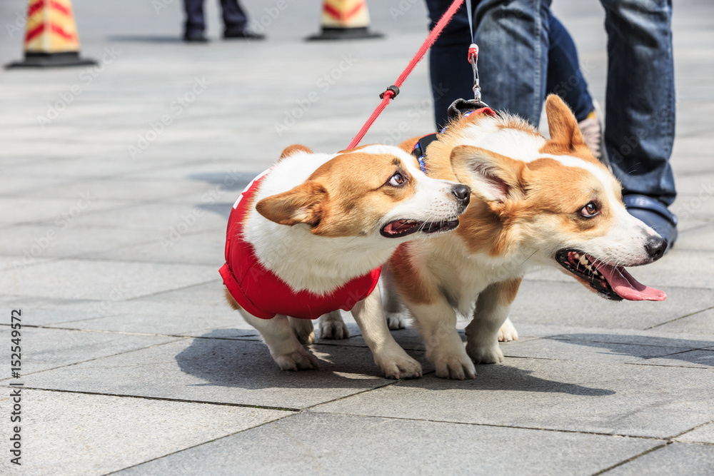 公园里活泼可爱的柯基犬