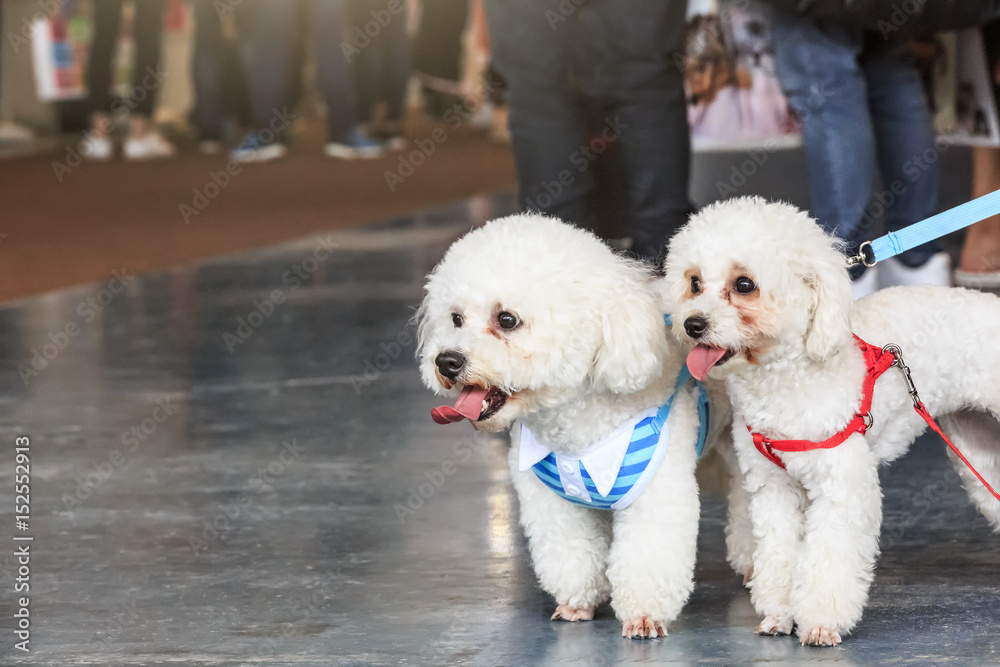 Lively and lovely white teddy dogs