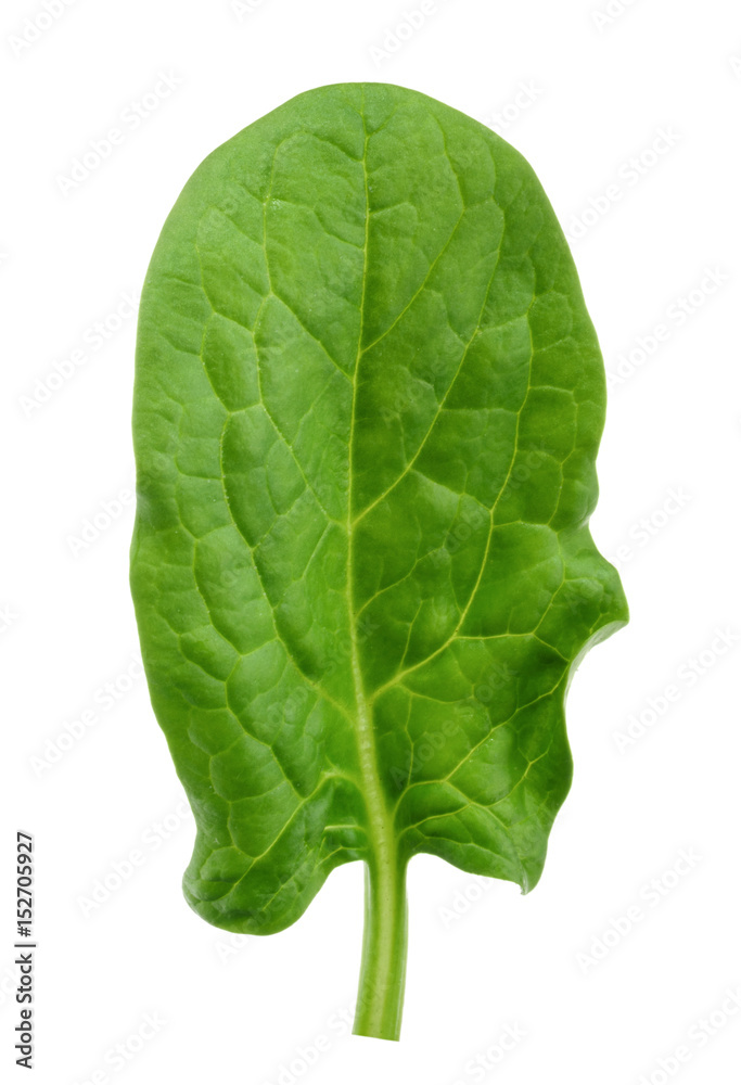 Spinach leaf close up isolated on white without shadow