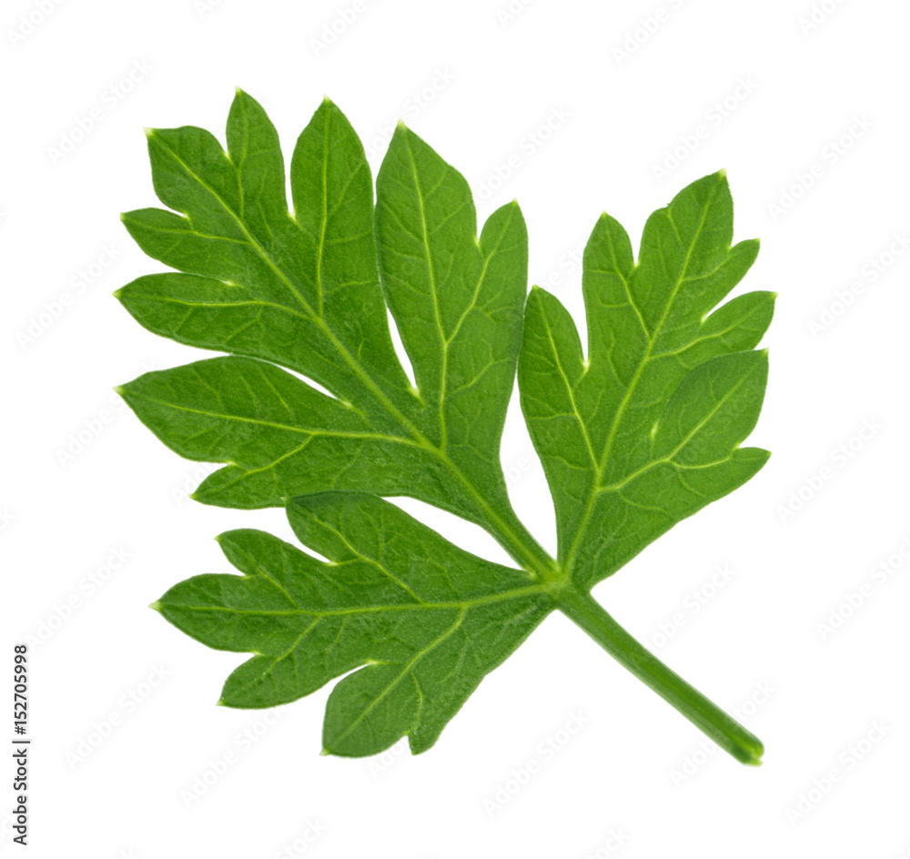 Parsley leaf isolated without shadow