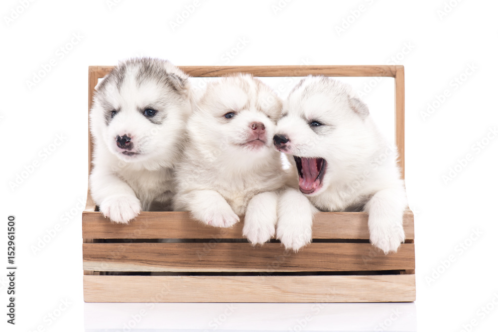 Cute Siberian husky puppy sitting in a wooden crate on white background