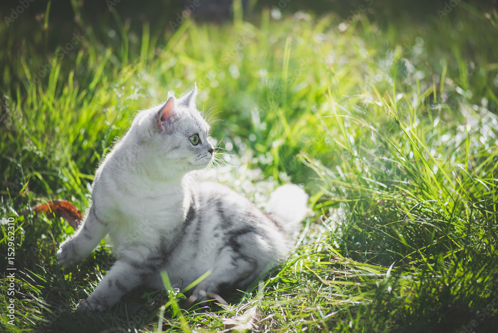 美国短毛猫在绿草上玩耍