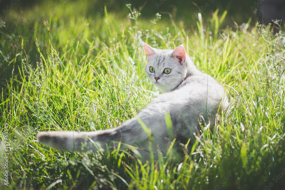 美国短毛猫在绿草上玩耍