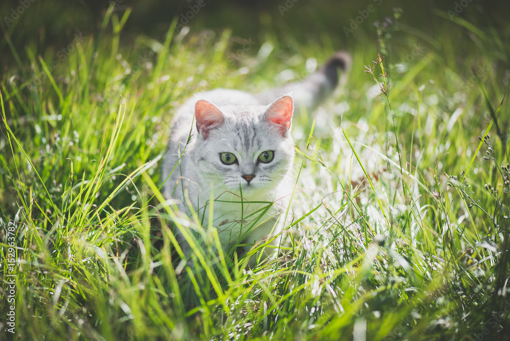 美国短毛猫在绿草上玩耍