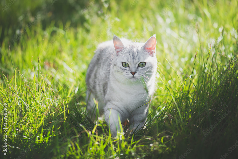 美国短毛猫在绿草上玩耍