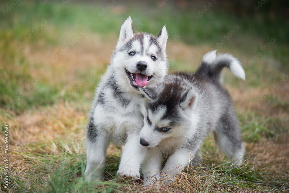 siberian husky puppies playing on green grass