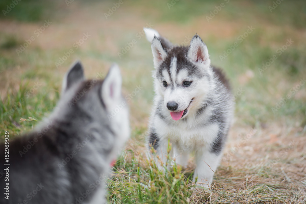 西伯利亚哈士奇幼犬在绿草上嬉戏