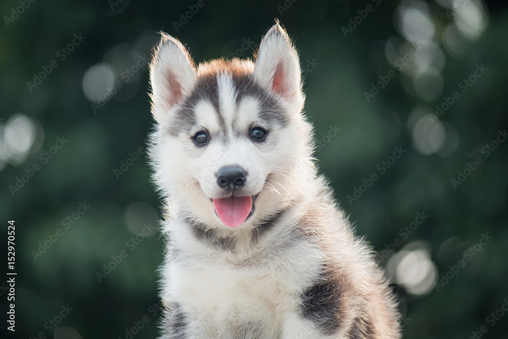 siberian husky puppy  with bokeh sunlight background