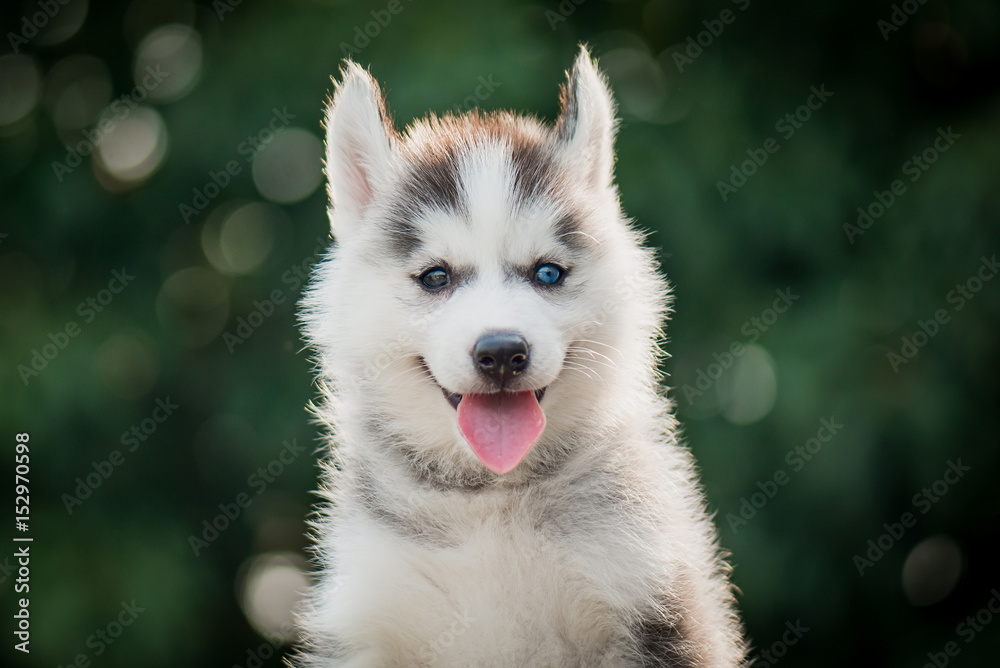 西伯利亚哈士奇幼犬，背景为波克阳光