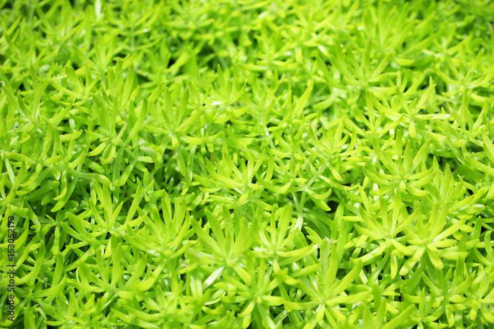 gold moss sedum background.