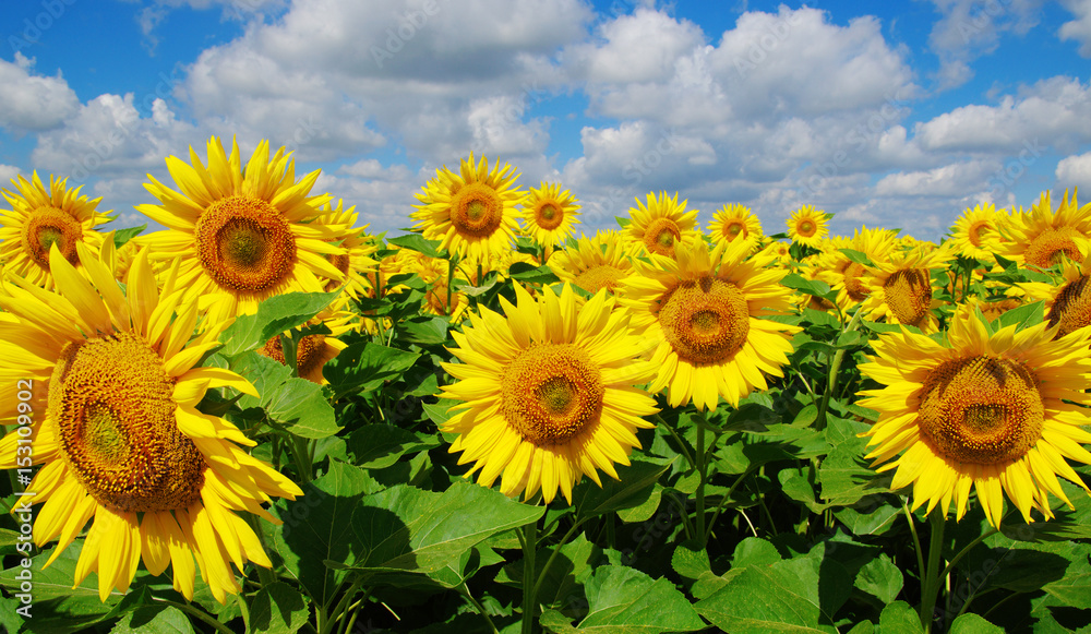 field of blooming sunflowers