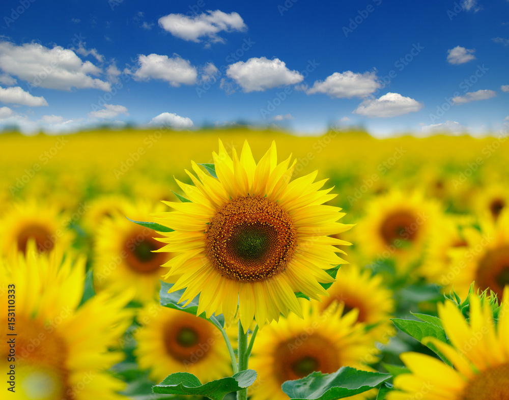 field of blooming sunflowers