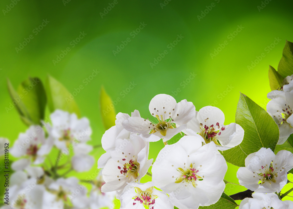 Spring blossom with soft blur background