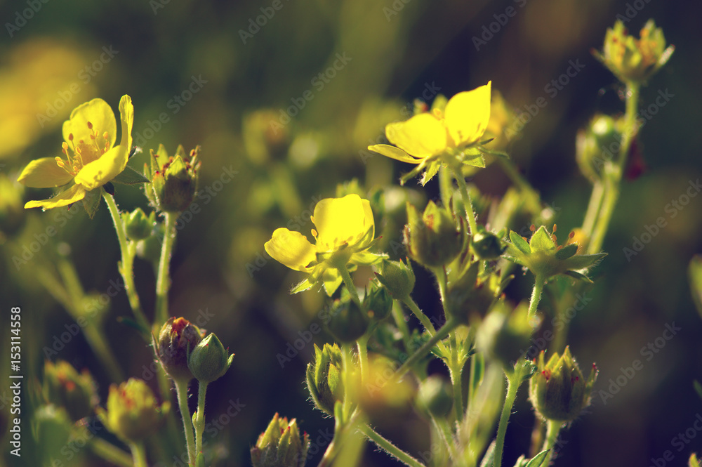 Spring flowers on sun