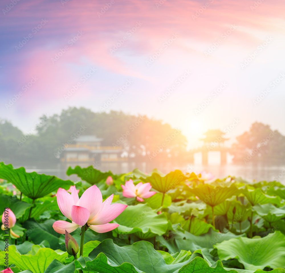 Beautiful lotus in Hangzhou West Lake,China