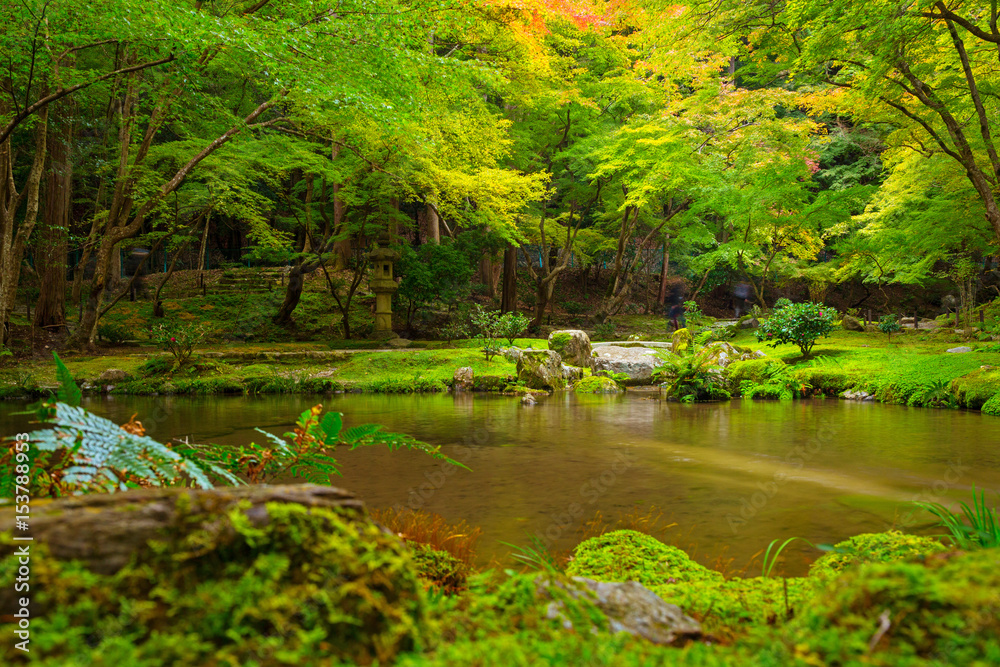 Mountain creek in the forest of Japan