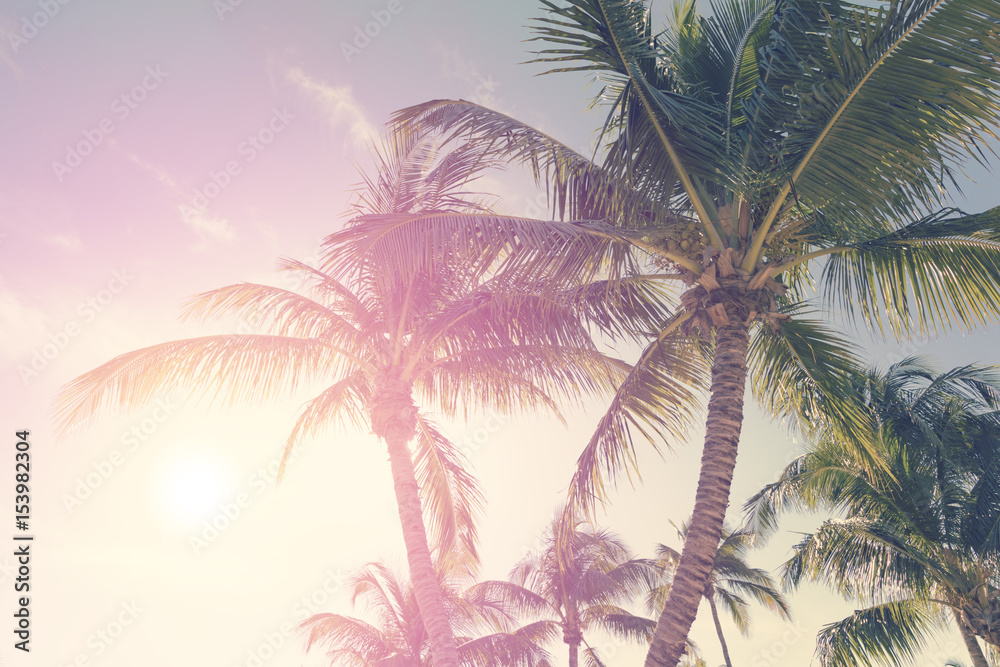 Tropical landscape with palm trees and sunny sky 