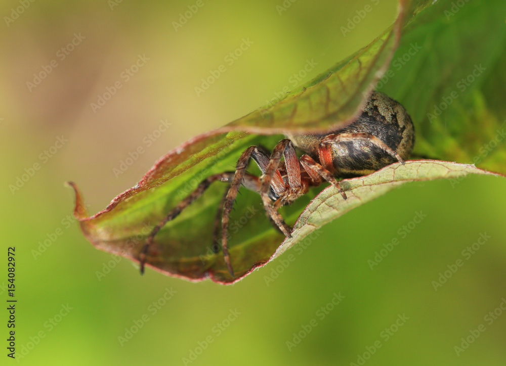 绿叶中的Araneus。