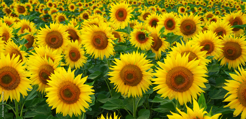 close-up of sunflower