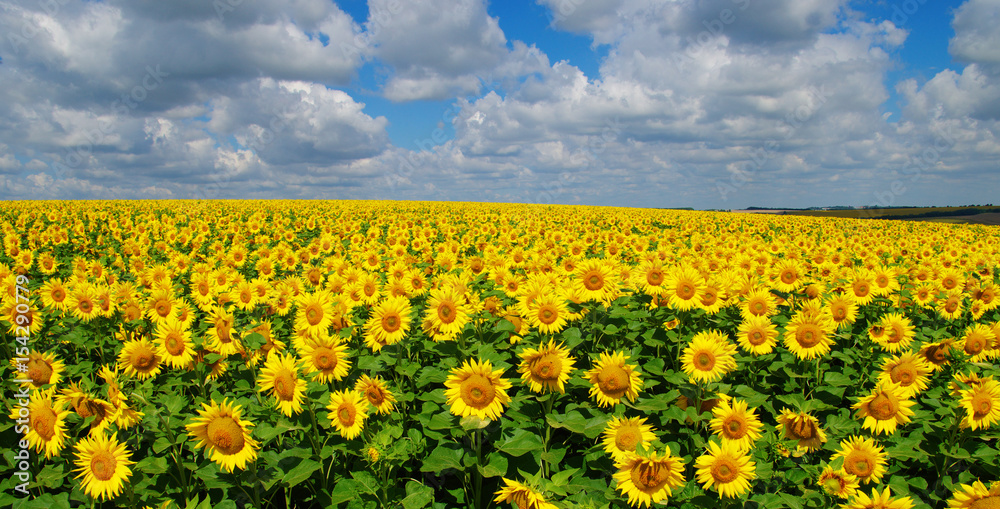 field of blooming sunflowers