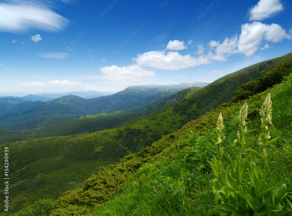 夏日山景