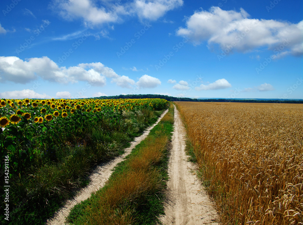 road in field