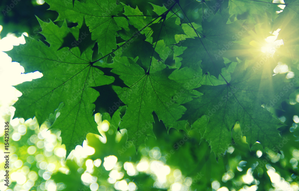 Green leaves and sun