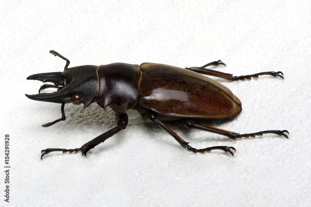 Stag beetle isolated on white