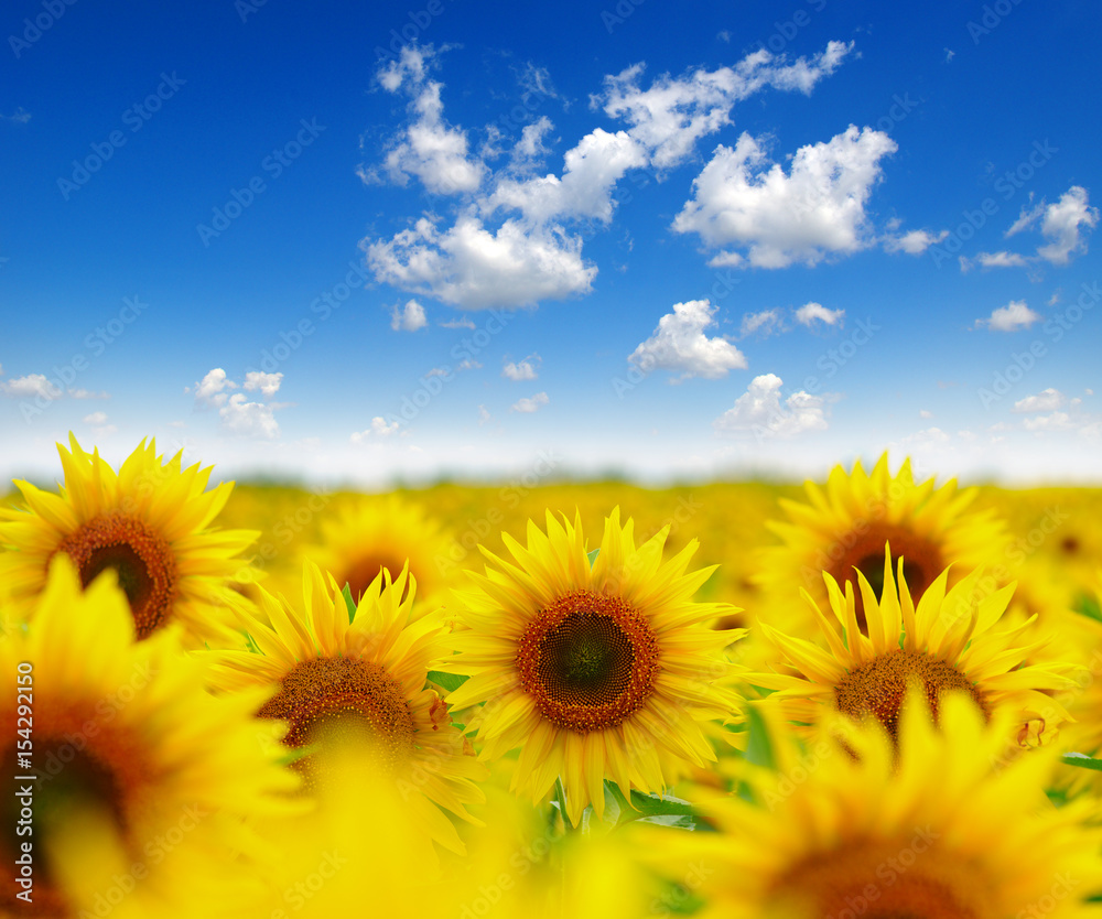 field of blooming sunflowers