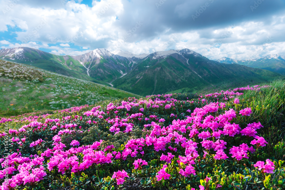 令人惊叹的粉红色杜鹃花