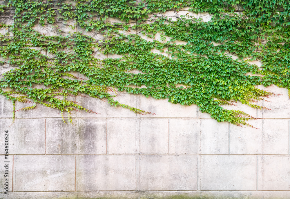 green ivy on concrete wall