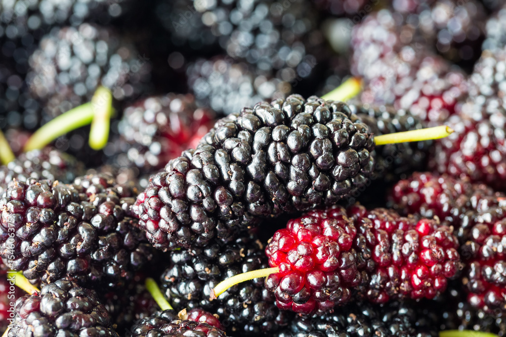 fresh mulberry fruit closeup