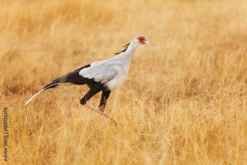 Secretary bird hunting prey on foot in dried grass