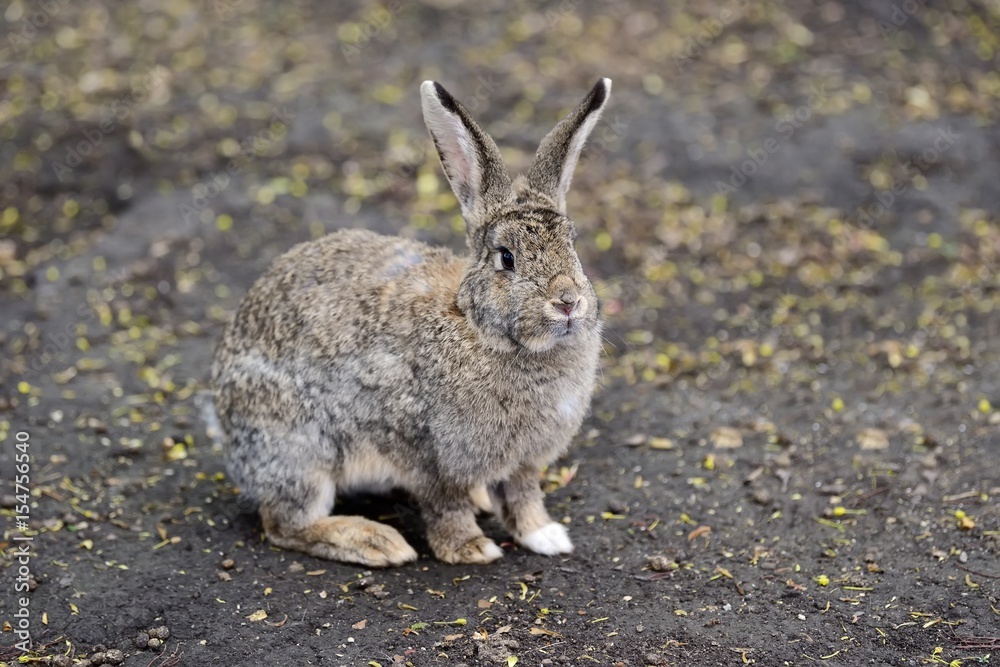 Close big rabbit