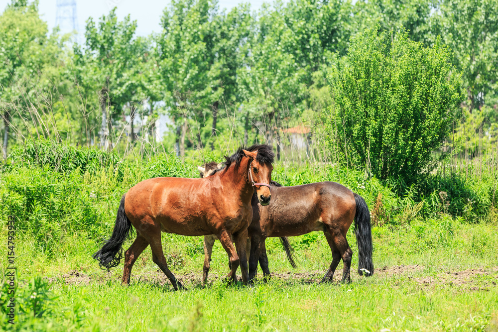 Horse on a green grass,country summer landscape