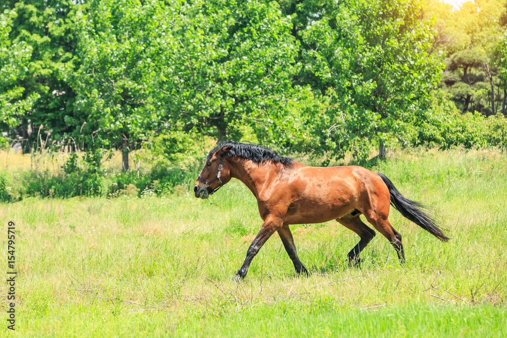 Horse on a green grass,country summer landscape