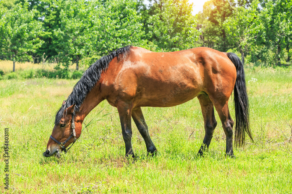 Horse eating grass in a meadow