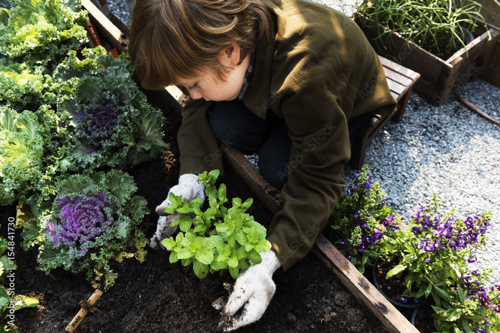 Little boy planting vegetable from backyard garden