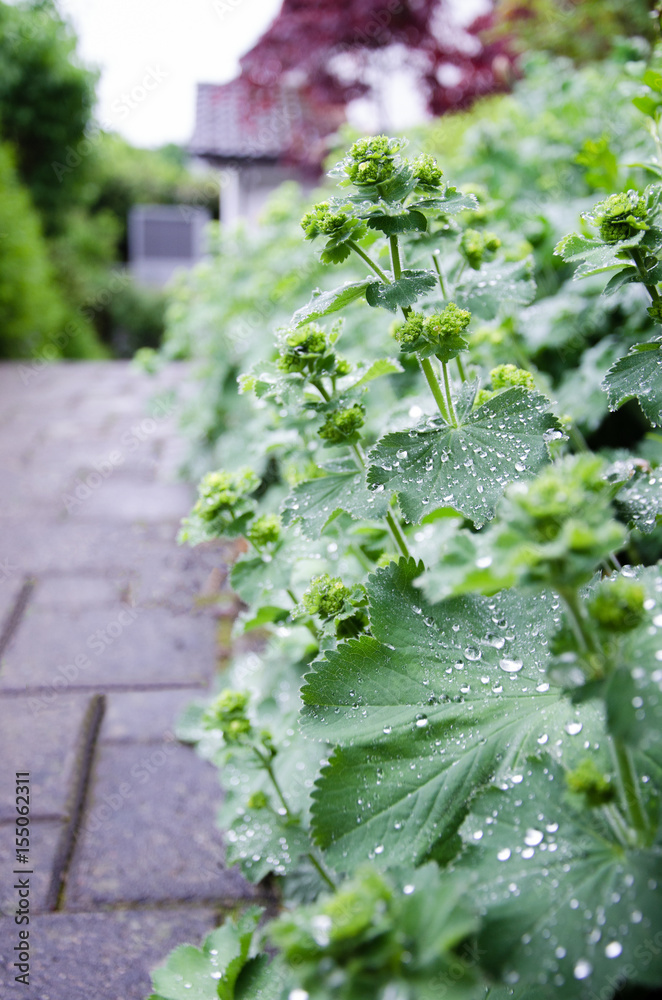 雨后植物