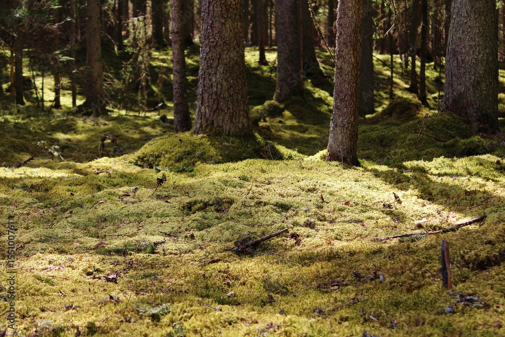 苔藓覆盖的森林场景。