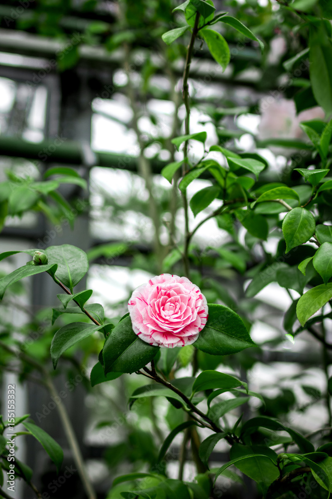 室内有奇异玫瑰花的果园老房子