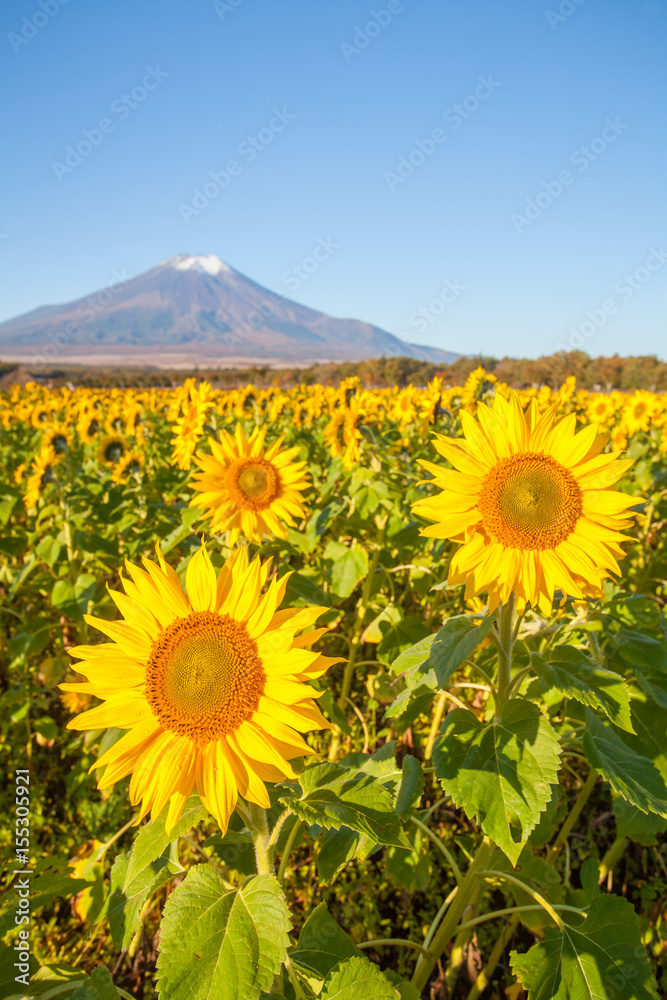 Sunflower Field and Mountain Fuji at Yamanaka flower park in autumn season